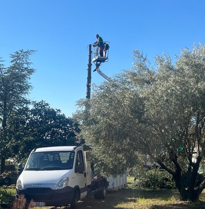 Abattage de cèdre à Cotignac : un savoir-faire professionnel