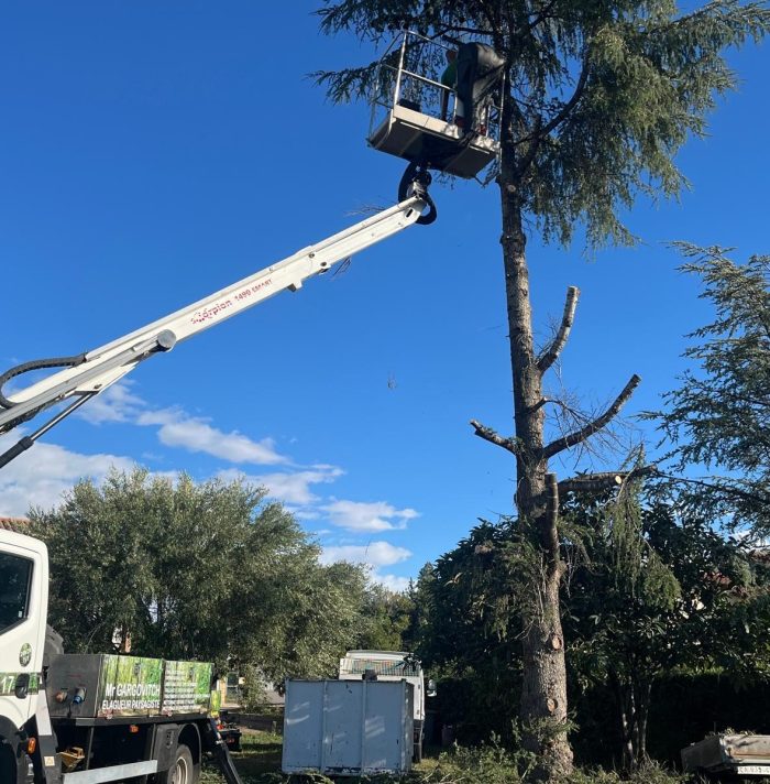 Abattage de cèdre à Cotignac : un savoir-faire professionnel