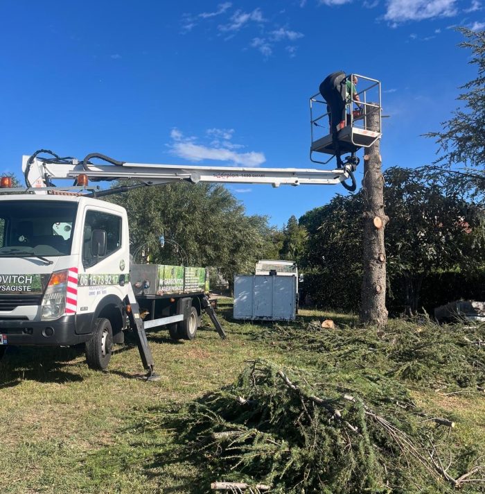 Abattage de cèdre à Cotignac : un savoir-faire professionnel