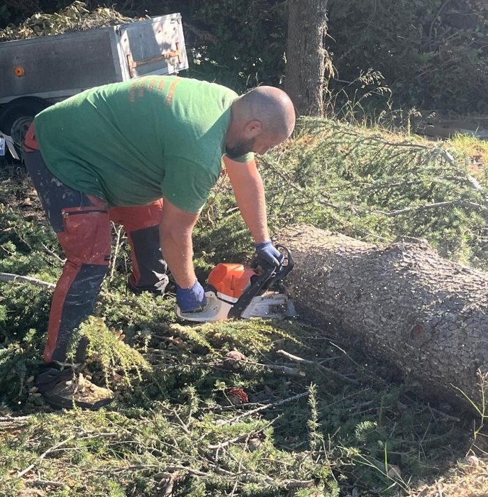 Abattage de cèdre à Cotignac : un savoir-faire professionnel